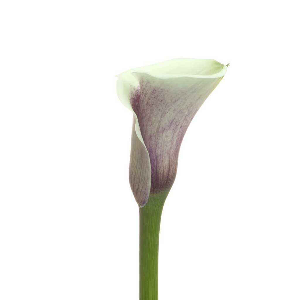 white purple calla lilies Picasso Calla Lilies • Asiri Blooms