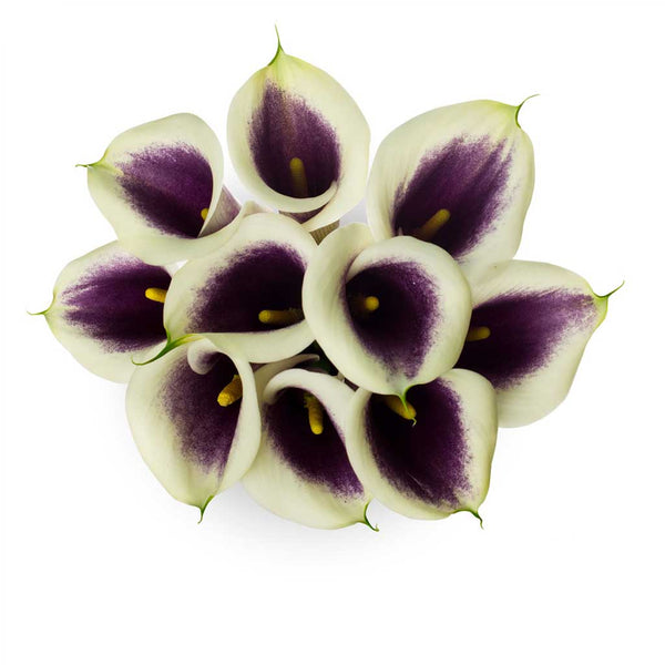white and purple calla lilies Picasso Calla Lilies • Asiri Blooms