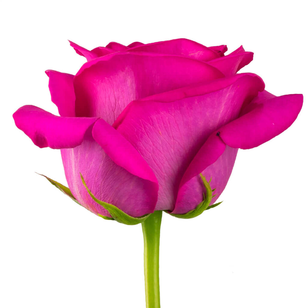 Pink Floyd Roses • Asiri Blooms
