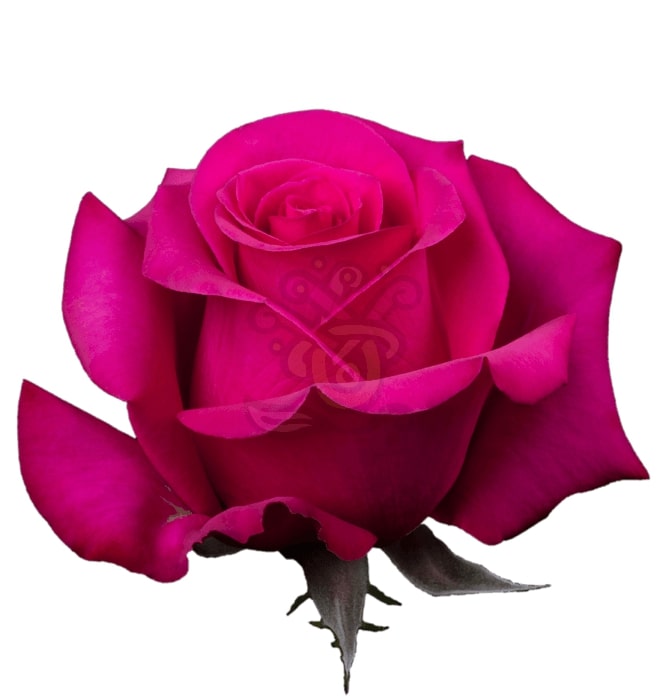 Pink Martini Roses • Asiri Blooms