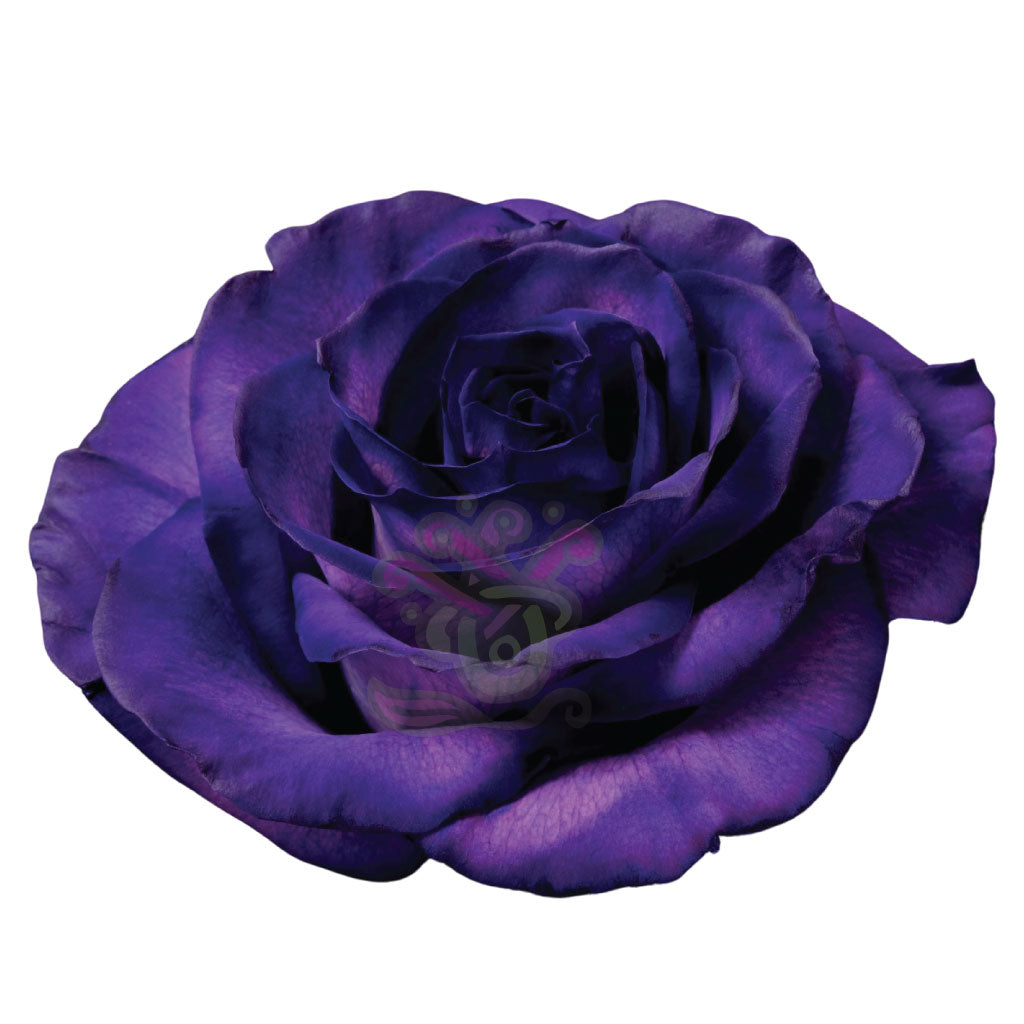 Purple Tinted Roses • Asiri Blooms