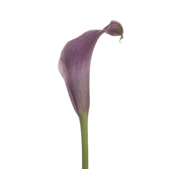 Purple Star Calla Lilies • Asiri Blooms