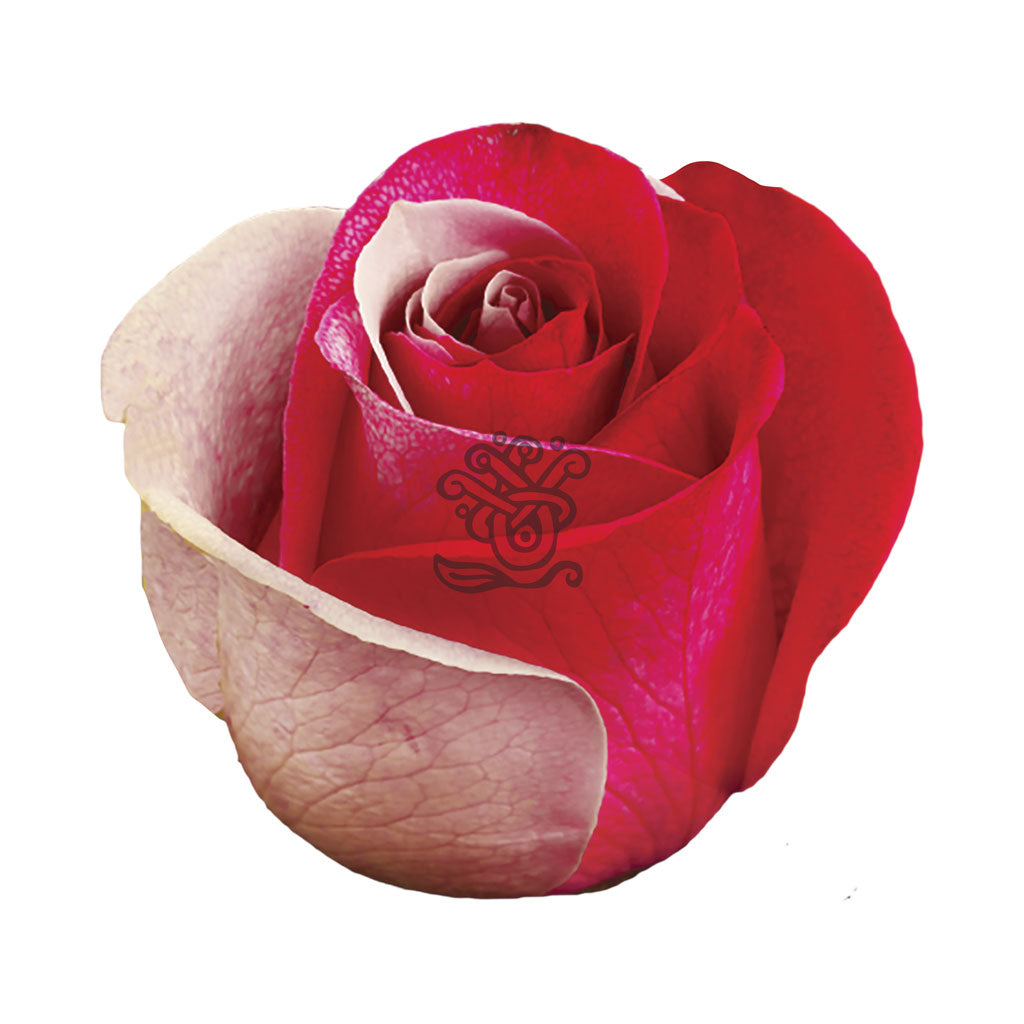 Red Duo Tinted Roses • Asiri Blooms
