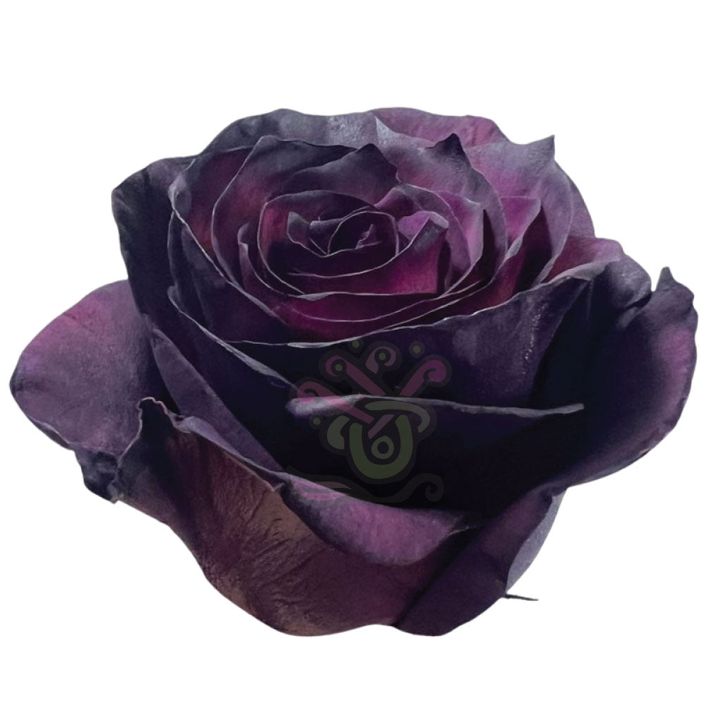 Royal Purple Tinted Roses • Asiri Blooms