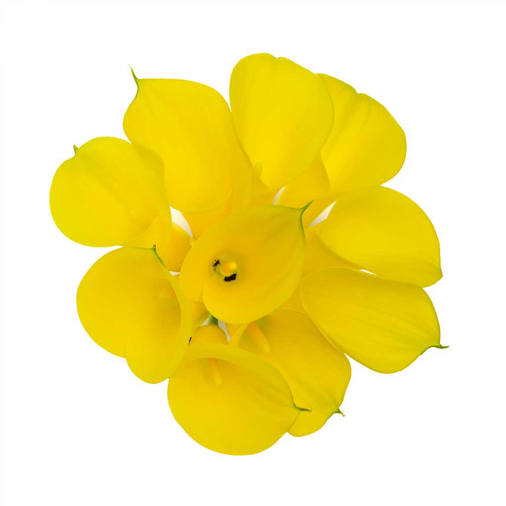 Serreda Calla Lilies • Asiri Blooms - Asiri Blooms