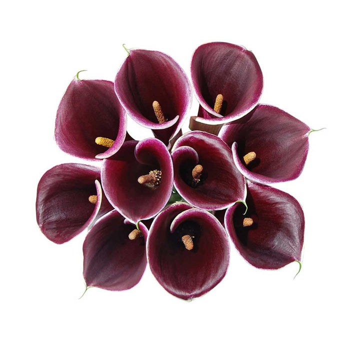 Purple Calla Lilies • Asiri Blooms