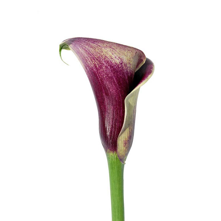 Purple Calla Lilies • Asiri Blooms
