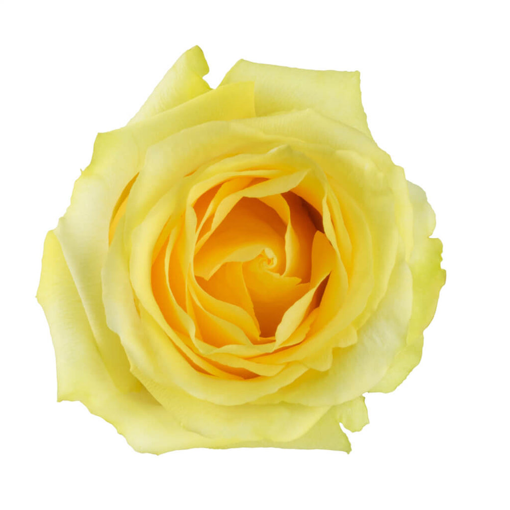Tara Roses • Asiri Blooms