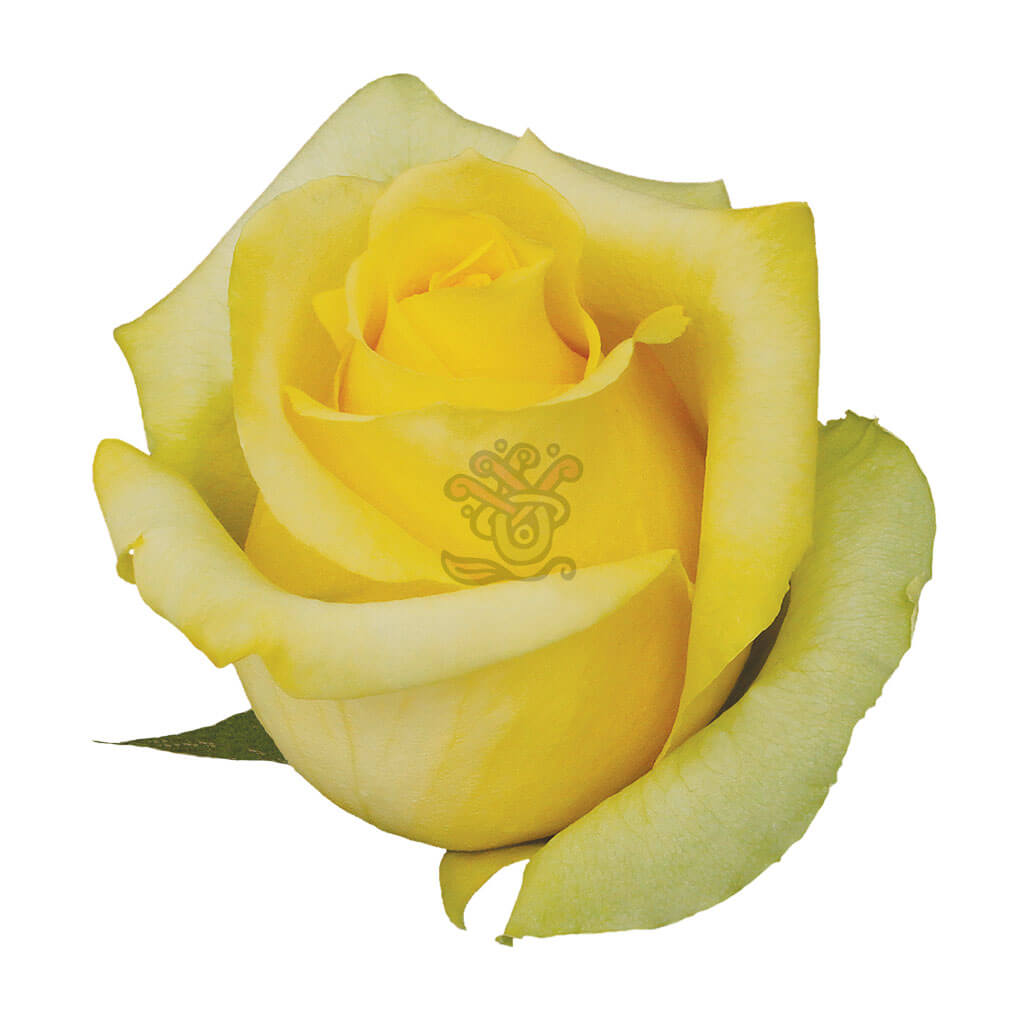 Tara Roses • Asiri Blooms