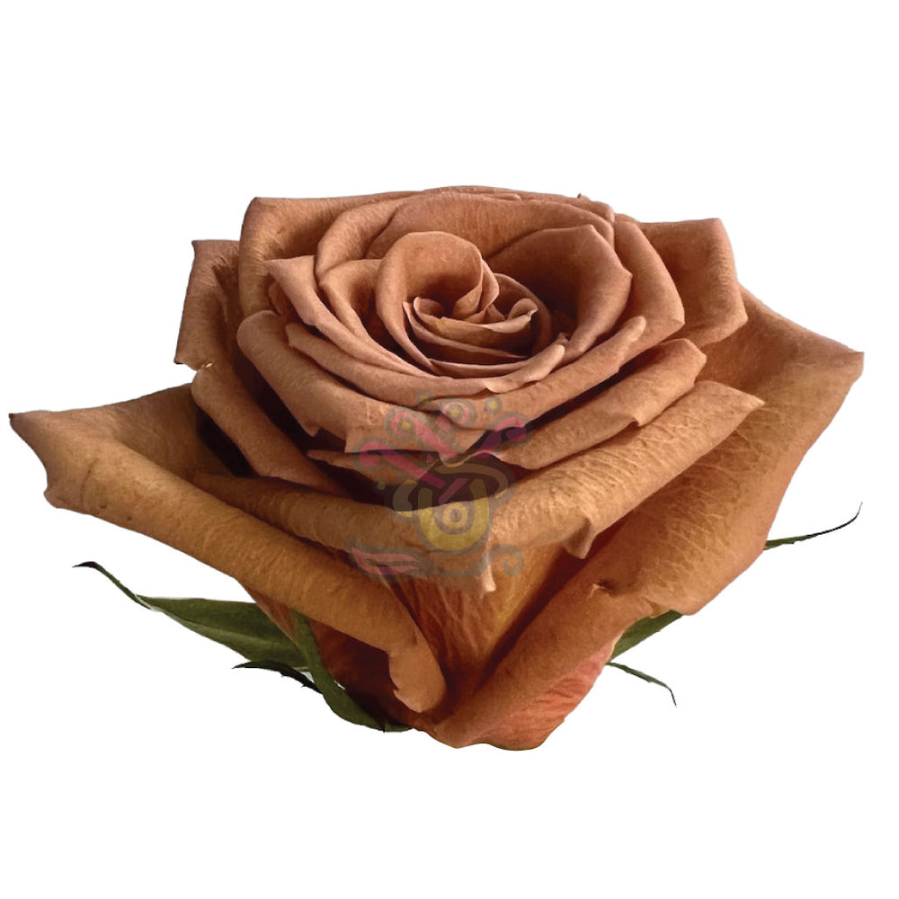 Toffee Roses Tree Toffee Roses • Asiri Blooms