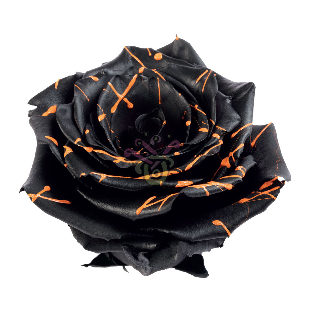 Trick-or-Treat Halloween Tinted Roses • Asiri Blooms