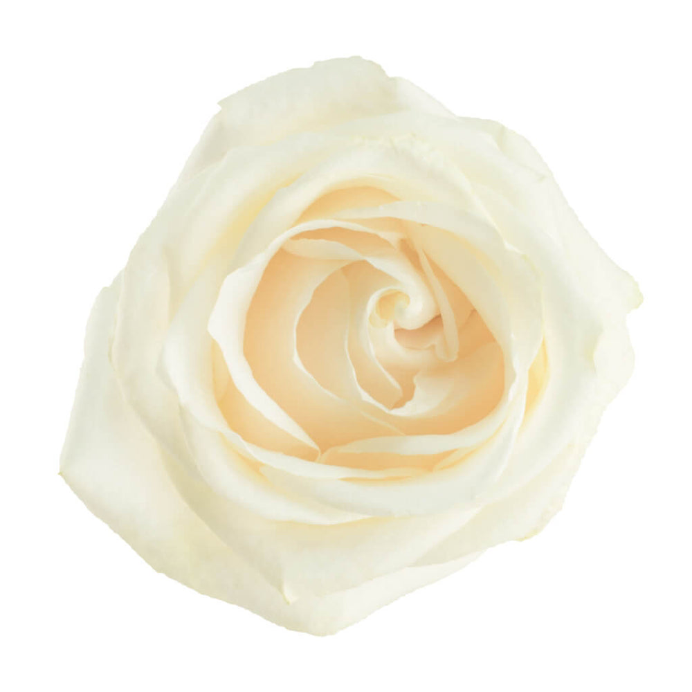 Vendela Roses • Asiri Blooms