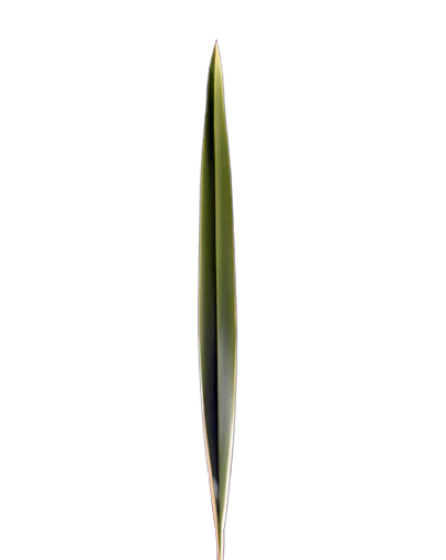 White Edge Flax • Asiri Blooms