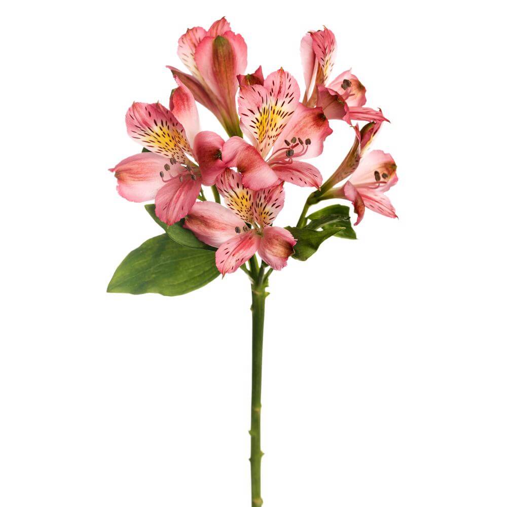 Alstroemeria Hot Pink • Asiri Blooms