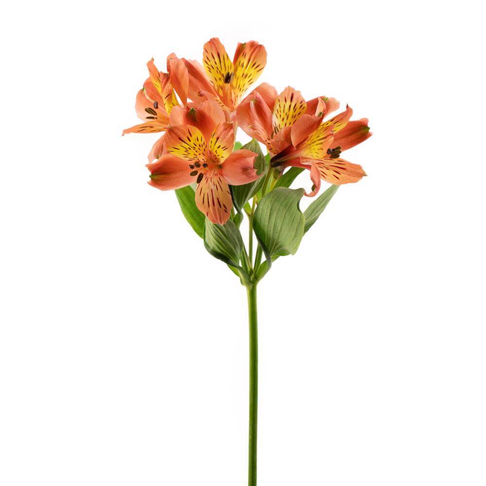 Alstroemeria Orange • Asiri Blooms