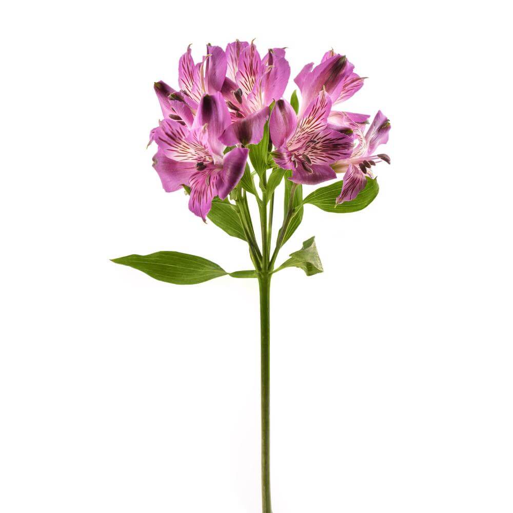 Alstroemeria Purple • Asiri Blooms