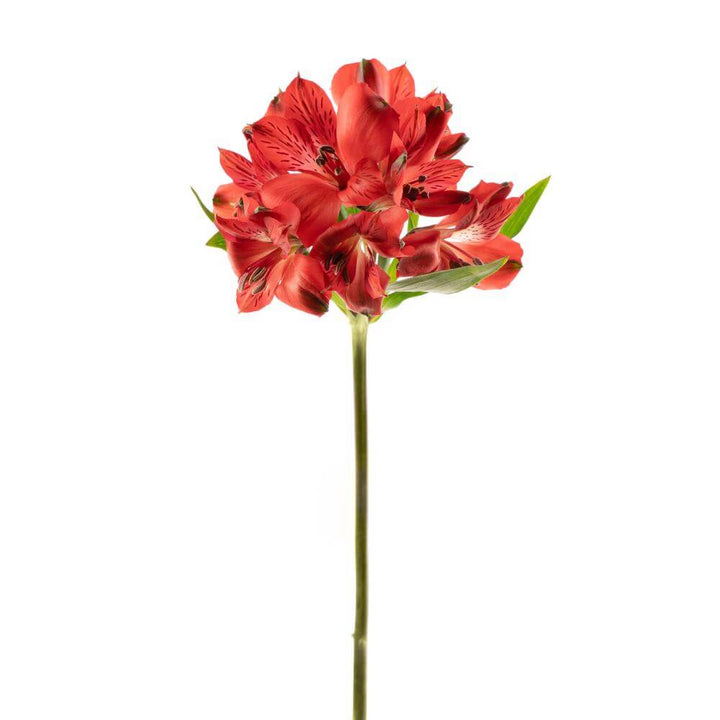 Alstroemeria Red • Asiri Blooms