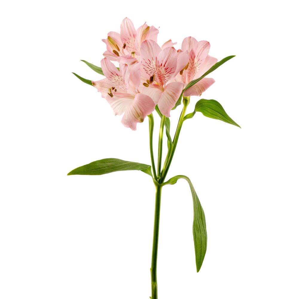 Alstroemeria Pink • Asiri Blooms