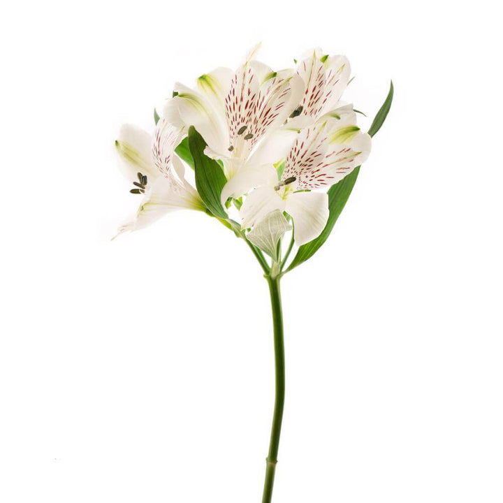 Alstroemeria White • Asiri Blooms