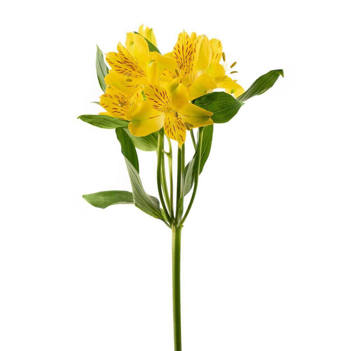 Alstroemeria Yellow • Asiri Blooms