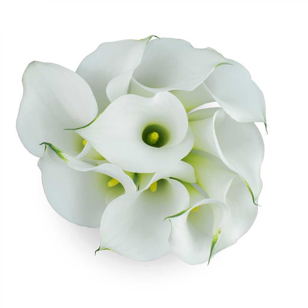 Calla  Lilies Cristal White • Asiri Blooms