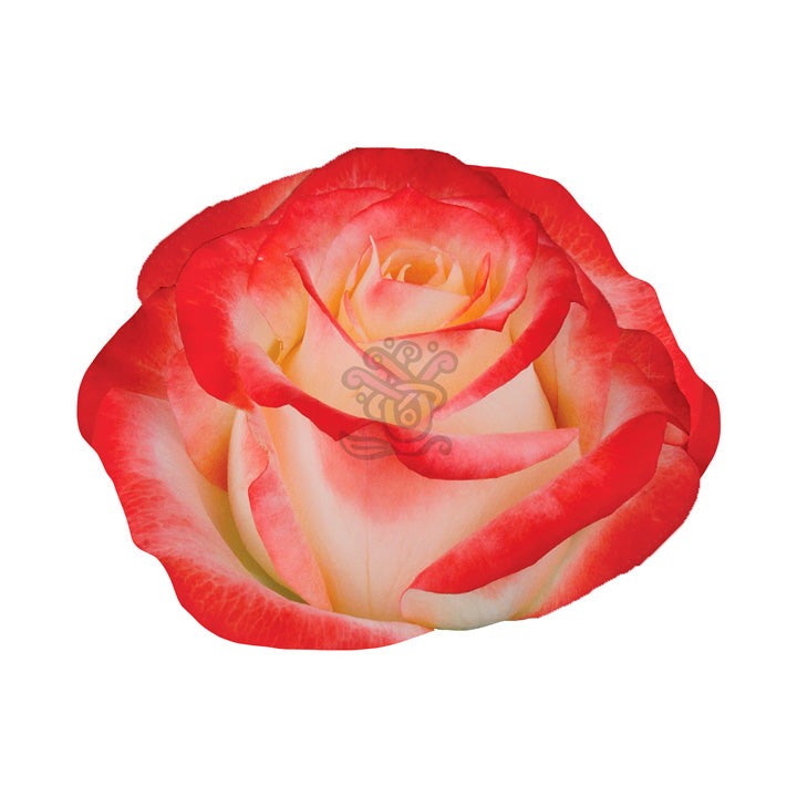 Cabaret Roses • Asiri Blooms