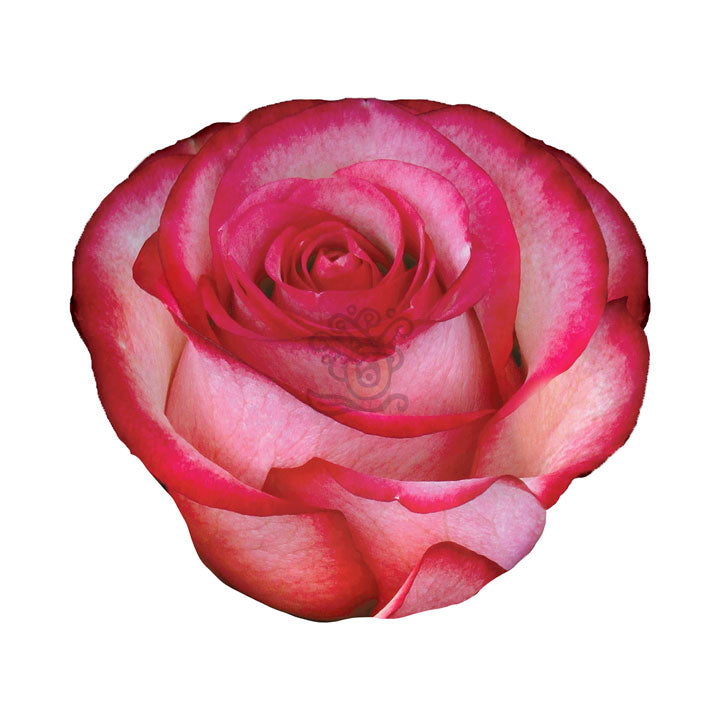 Carousel Roses • Asiri Blooms