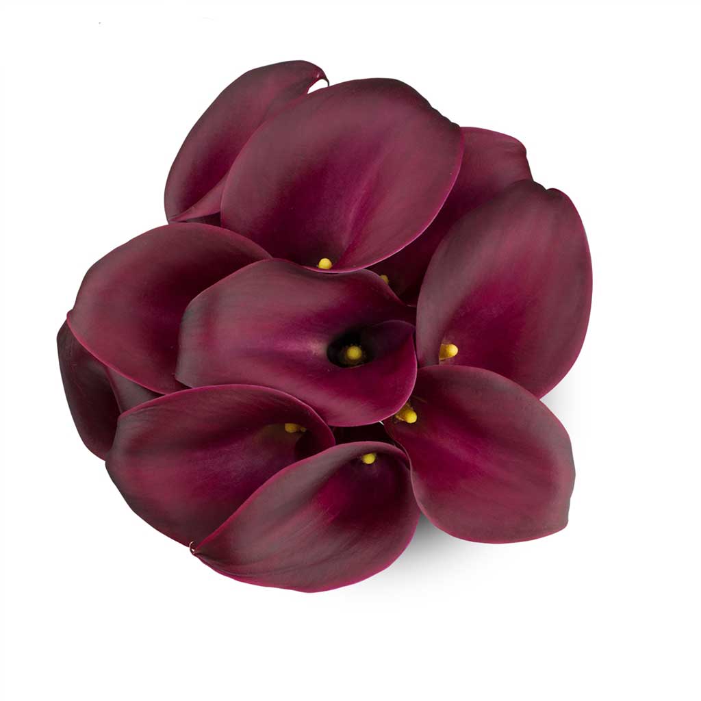 Calla  Lilies Cranberry • Asiri Blooms