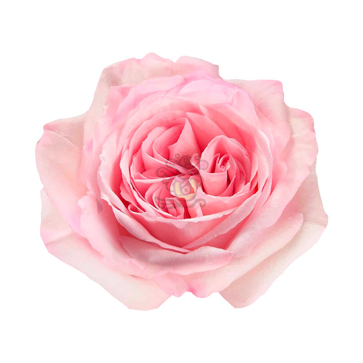 Garden Pink  O'hara Roses • Asiri Blooms