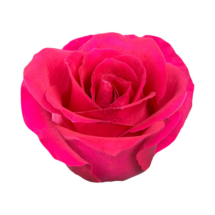 Gotcha Roses • Asiri Blooms