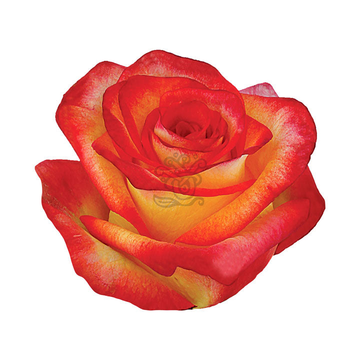 High Magic Roses • Asiri Blooms