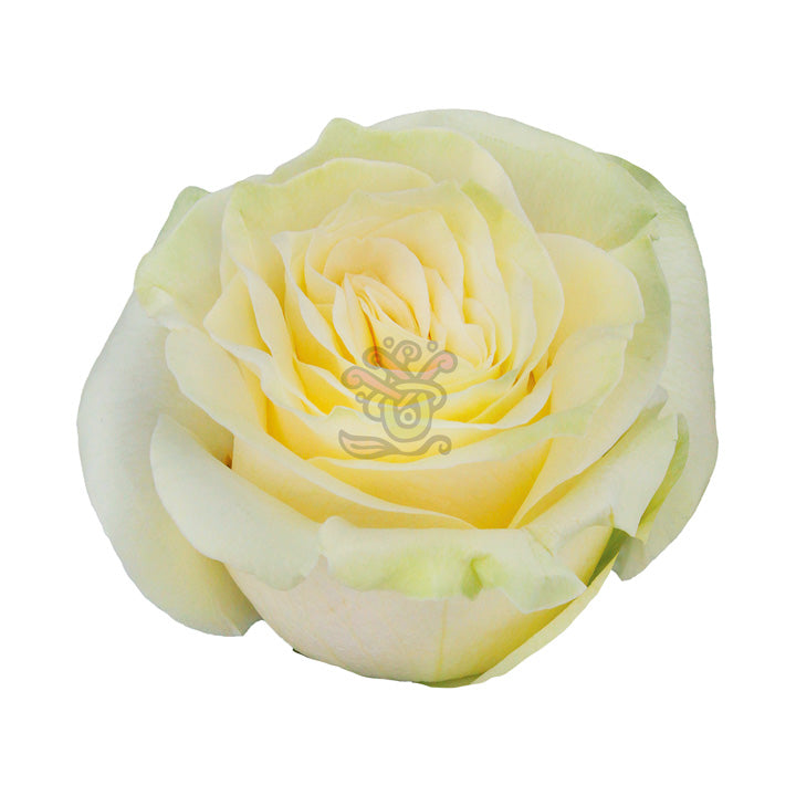 White Roses • Asiri Blooms • Bulk Flowers