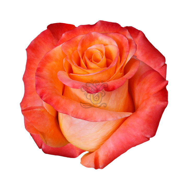 Orange Unique - Asiri Blooms