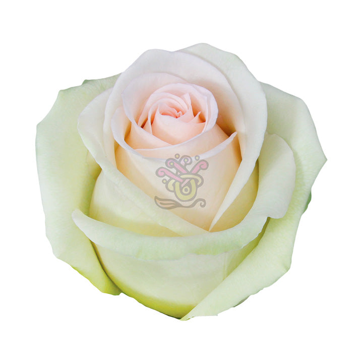 Perla Roses • Asiri Blooms