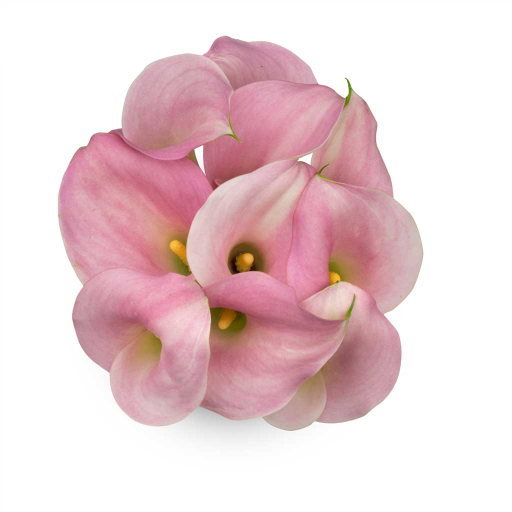 Calla  Lilies Perle Rose • Asiri Blooms