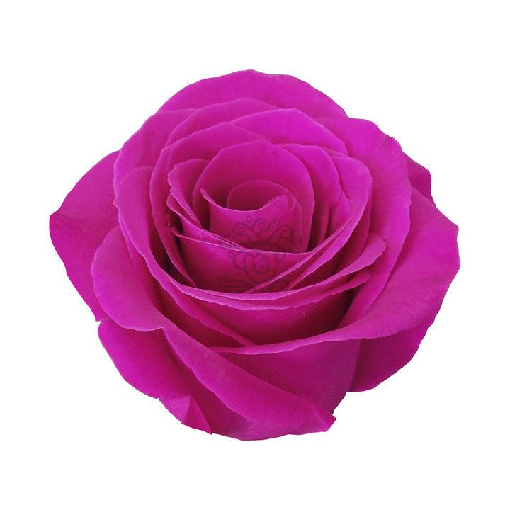 Pink Floyd Roses Wholesale