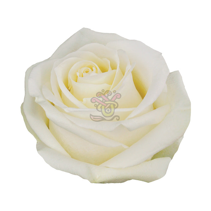 Polar Star Roses - Asiri Blooms