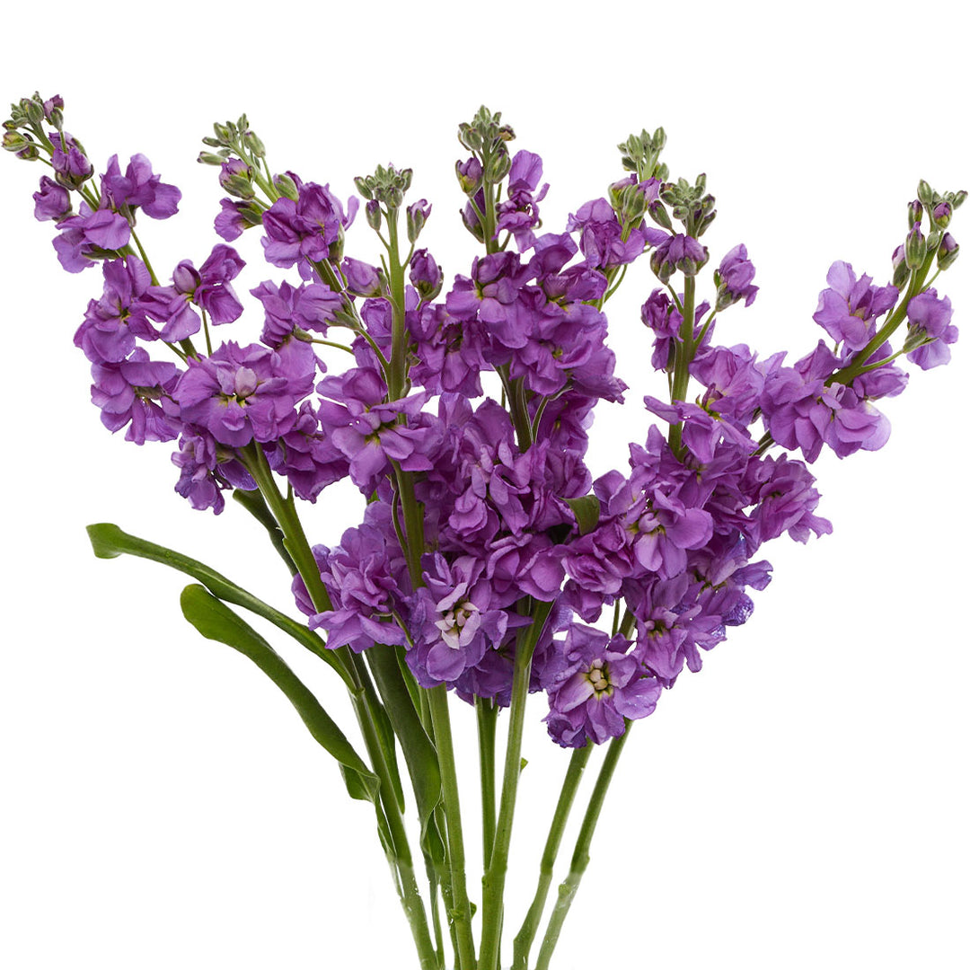 Purple Stock • Asiri Blooms • Bulk Flowers