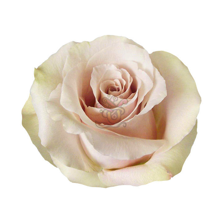 Quicksand Roses • Asiri Blooms