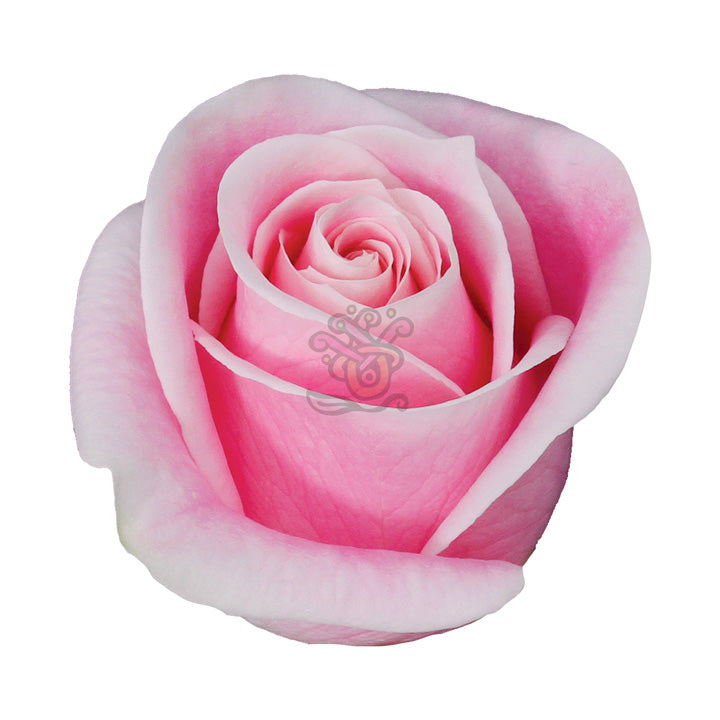 Rosita Vendela Roses • Asiri Blooms