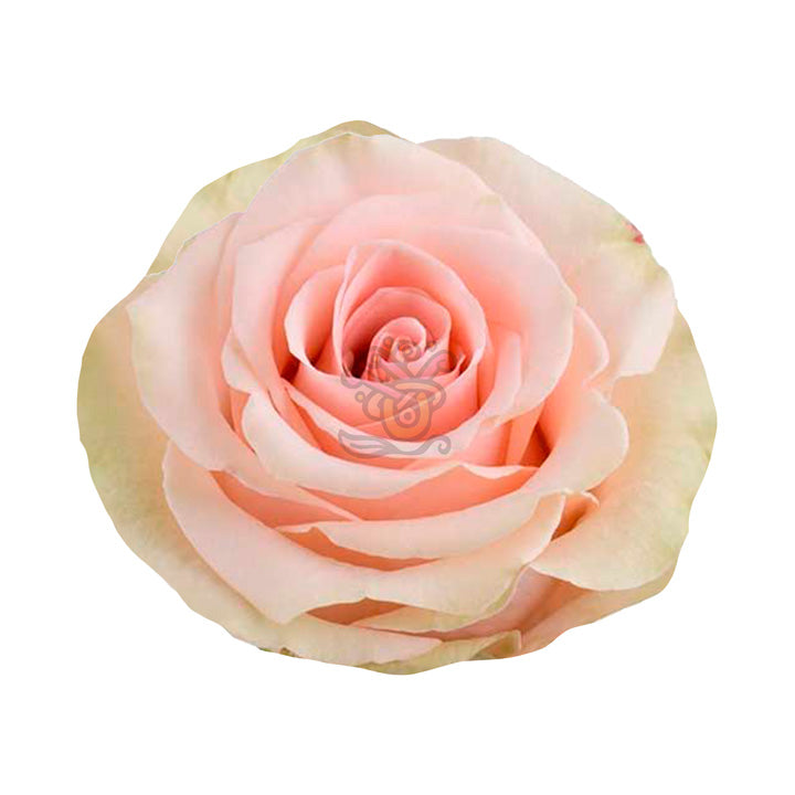 Salma Roses • Asiri Blooms