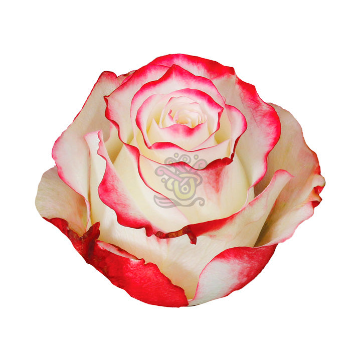 Sweetness Roses • Asiri Blooms