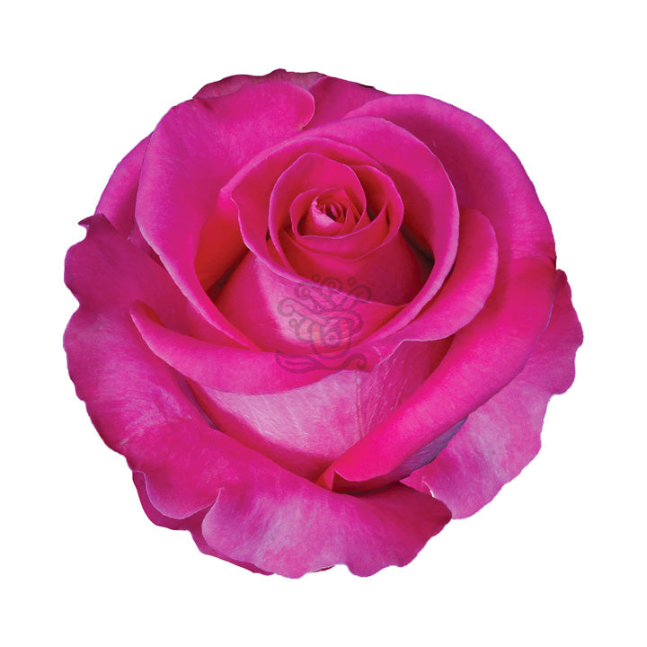 Topaz Roses • Asiri Blooms